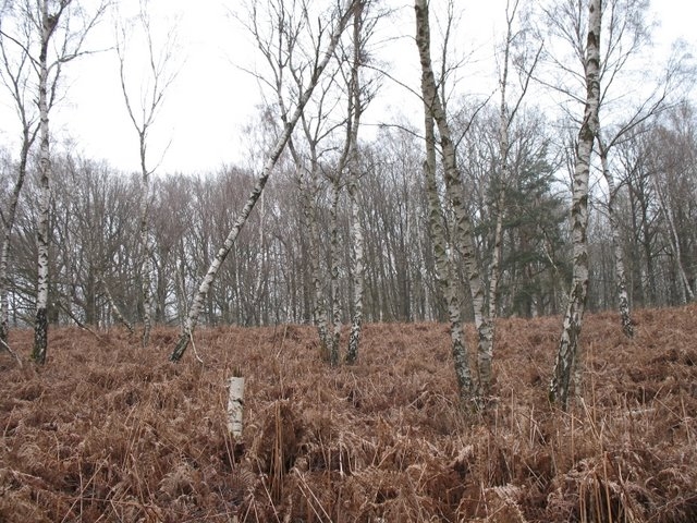 Reconnaissance des arbres 052